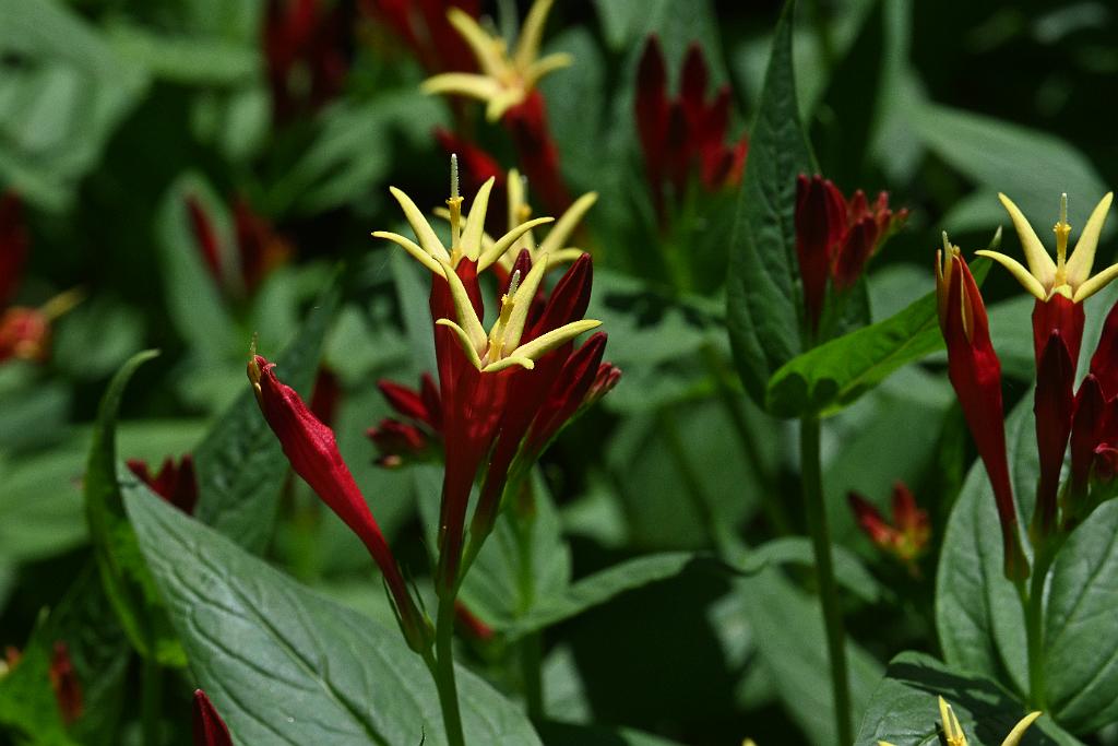 2025-06219130 Tower Hill Botanic Garden, MA.JPG - Indian Pink (Spigelia marilanddica). New England Botanic Garden at Tower Hill, MA, 6-21-2025